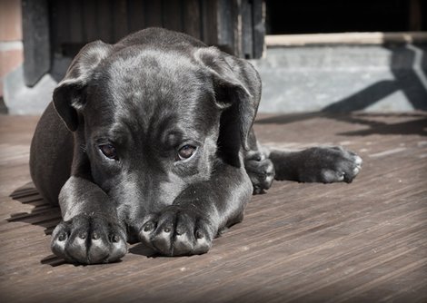 Hund_Terrasse (Foto Pixabay)