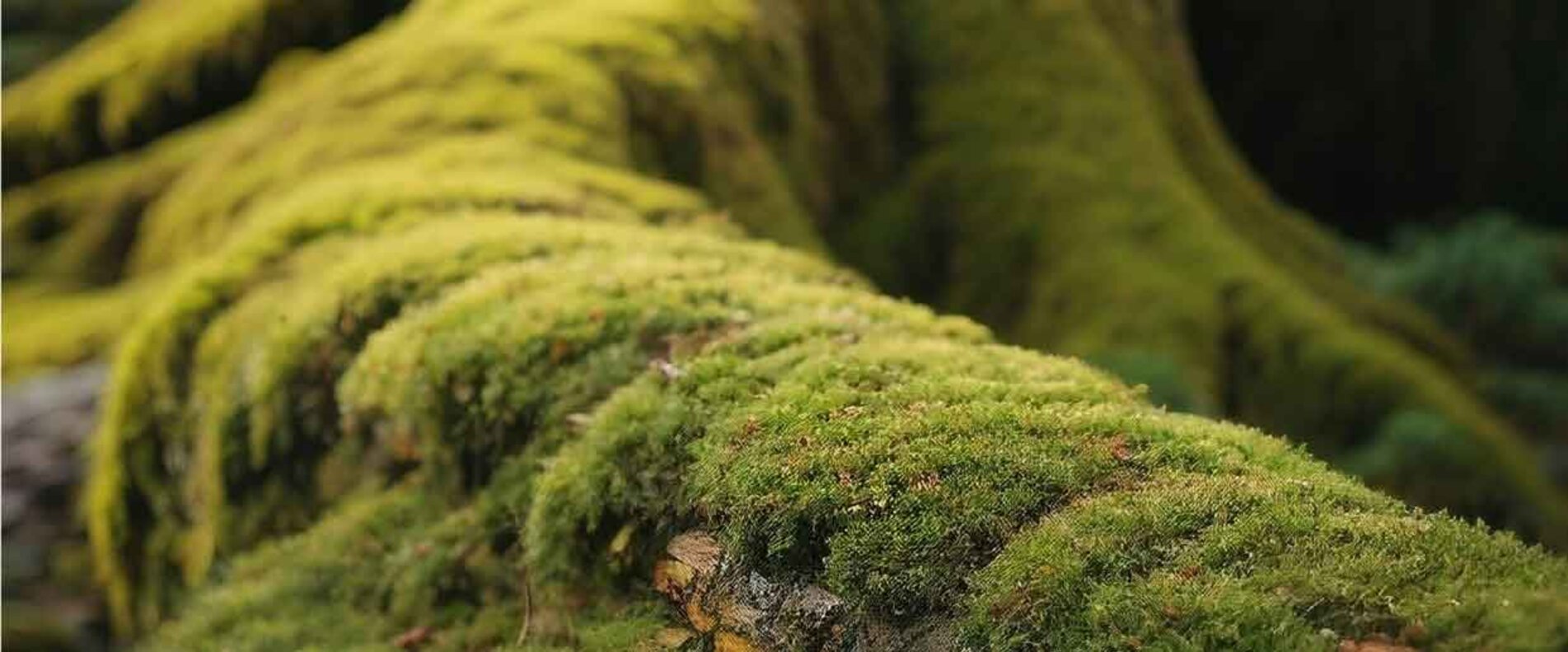 Moos auf Baumwurzel | © Afro-Asiatisches Institut