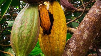 Schokoladenpflanze | © AAI