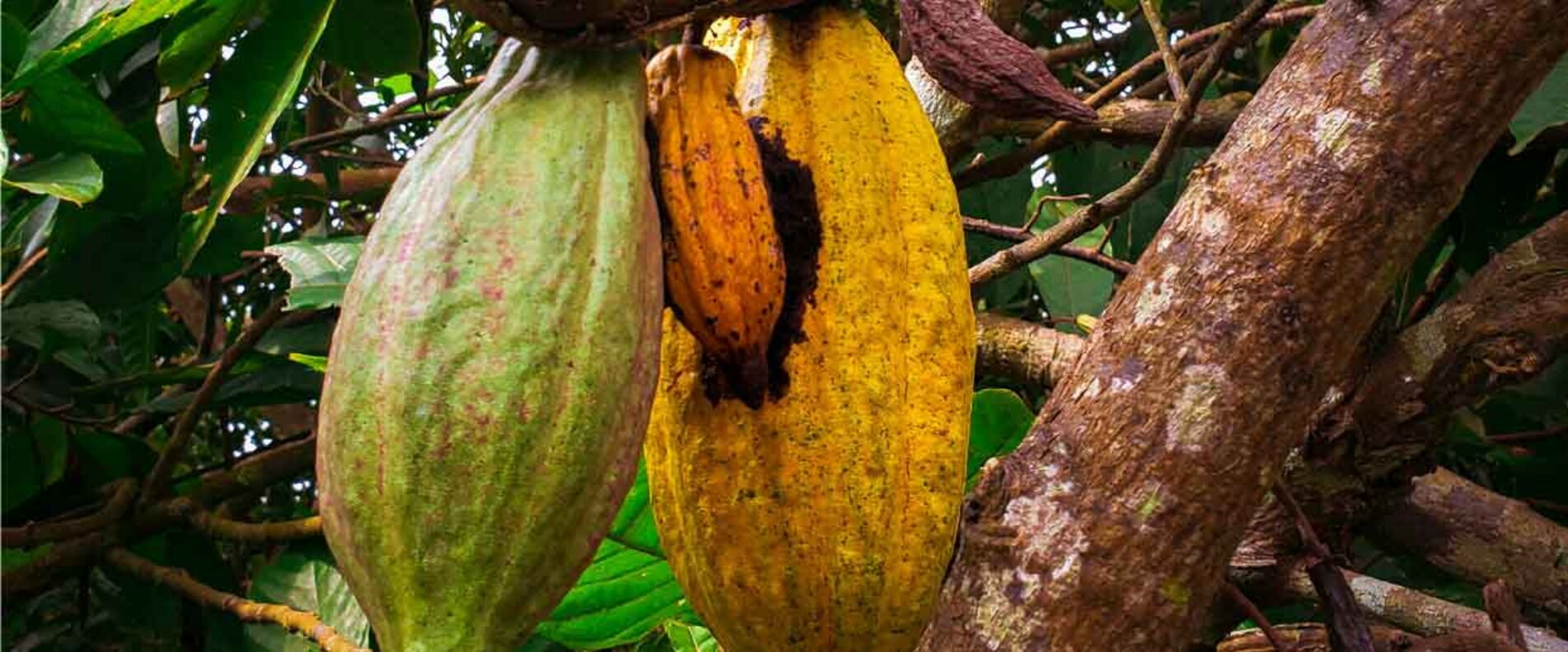 Schokoladenpflanze | © AAI