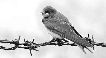 © danielsfotowelt_pixabay