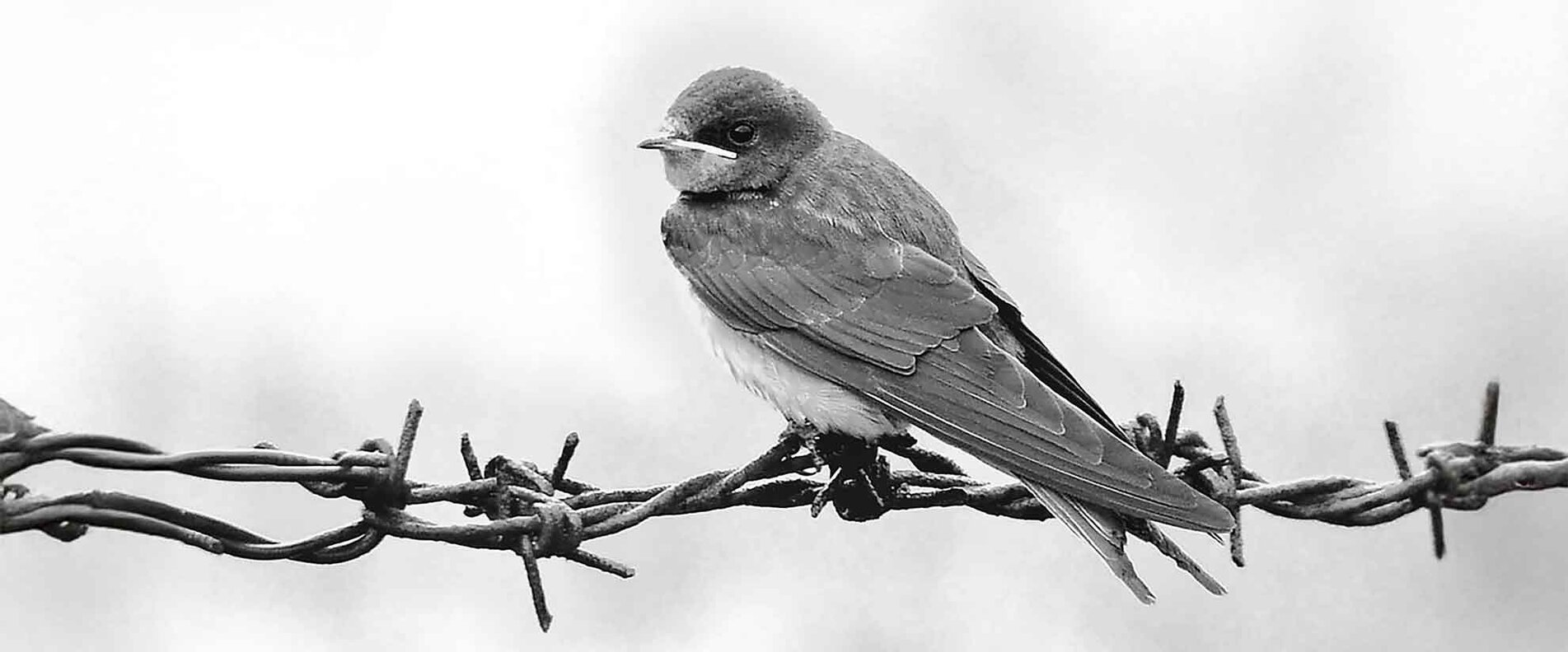 © danielsfotowelt_pixabay