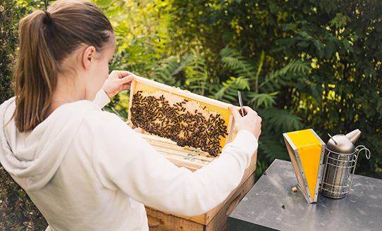 Eine Frau entfernt die Honigwaben aus einem Bienenstock | © Bienenlieb