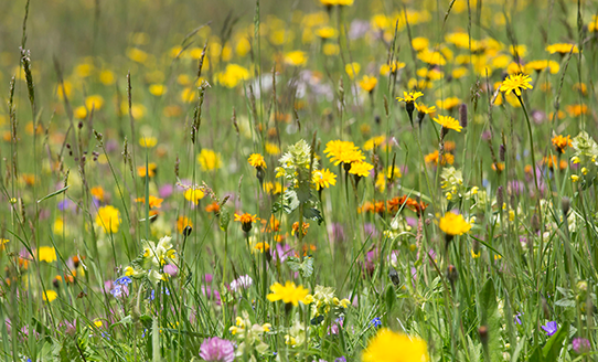 Biene auf einer Blumenwiese | © Andreas Thomasser