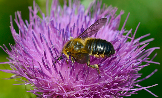 Fotos einer Biene auf einer Blume | © Naturschutzbund WolfgangSchruf