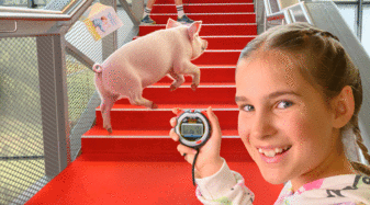Rennschwein Rudi Ruessel | © Christian Krautzberger